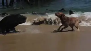 Happy Trailer Fun Time I EP 6 I THE FAST & THE FURRIEST