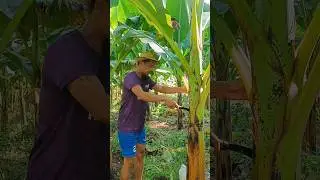 Amazing banana lakatan #farmer