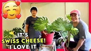 Wonderful Monstera Deliciosa a.k.a Swiss Cheese Plant Propagation