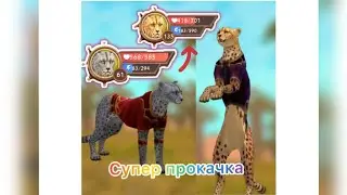 КАК ПРОКАЧАТЬ ГЕПАРДА!? ВИДЕО ПРО ПРОКАЧКУ ГЕПАРДА!!!!! +СОВЕТЫ ДЛЯ ПРОКАЧКИ