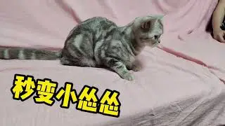 是什么让小猫咪秒怂害怕，连连后退？见证奇迹的时刻到了！