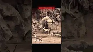 elephant helps Gazelle 