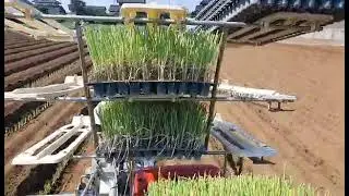 Planting Onions #japancountryside #japanagriculture #japanese