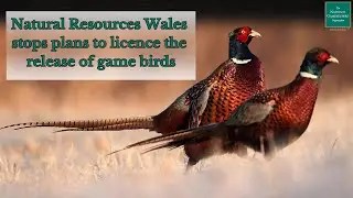 The Response to the Welsh Game Bird Release Consultation