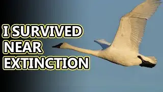 Trumpeter Swan facts: a conservation miracle | Animal Fact Files