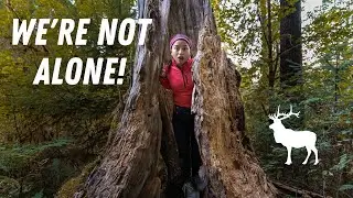 SURROUNDED BY ELK on the Olympic Peninsula! (Pt. 2)