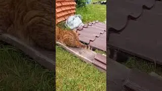 Утро Симбоньки