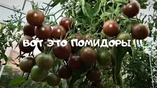 Пасынки!!! Убираем!