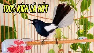 Chòe Than Hót  ÂM DÀI |+GIỌNG RỪNG HAY.  Luyện giọng chòe than .Kích chòe than hót sáng
