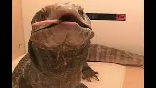 Savannah monitor swallowing rat ASMR _ reupload