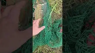 Коновалово... сазан 3300 карп 2150