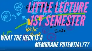 Little Lecture 1st Semester:  WHAT THE HECK IS A MEMBRANE POTENTIAL???