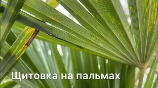 Щитовка на пальмах трахикарпус.