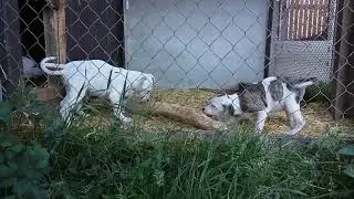 Щенки от вязки пит-бульдогов AREY и TERRY https://pedigree.gamedogs.cz/details.php?id=341064