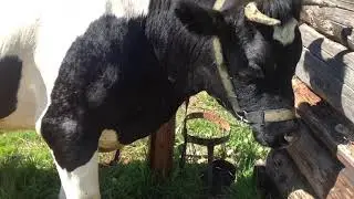 They washed the cow and took her to the pasture.