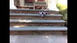 Koala Roles Down Stares
