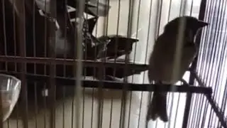 Burung Gereja Jinak Gacor!
