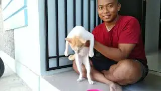 MEMBERI MAKAN KUCING LIAR #kucing #hewan #binatang