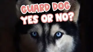 Are Huskies Good Guard Dogs? (YES or NO?)