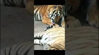 Tiger 251