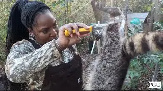 Raccoon Clean & Cook(We Made Raccoon Dressing/Stuffing)