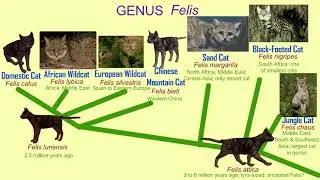 the cat genus Felis evolution & modern species