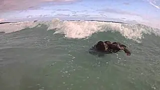 Копия видео "tortugas"