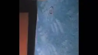 dumb cat gets rekt by  rubberband