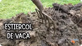 The surprising power of COW MANURE in your garden: TRICKS and USES you should KNOW