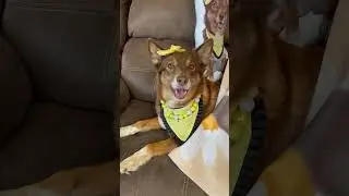 I'm Just a Dog... Whos Mom Loves Me | MyPetsies©