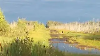 Медведь на дороге!