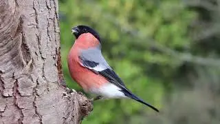 Beautiful bird scratching tree with help of beak.