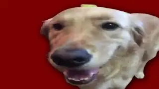 BUTTER DOG TYPE BEAT