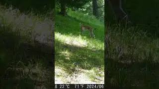 lynx/ Рысь летом без шубы 