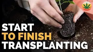 GROW WEED INDOORS - TRANSPLANT START TO FINISH