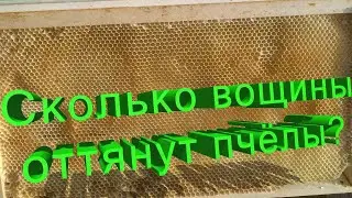Профессор Кашковский: Сколько вощины могут оттянуть 100 зимовалых семей при наличии взятка?