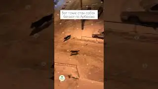 Вот такие стаи собак бегают по Арбеково