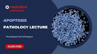 Apoptosis Pathology Lecture MBBS BDS Second year