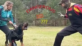 Are Doberman Pinscher dogs DANGEROUS? Watch this to Find Out!