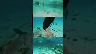 Snokling Pulau Redang