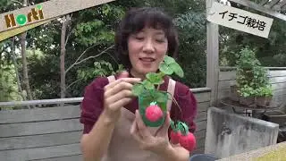 「初めてのイチゴ栽培」①植えるときのポイント