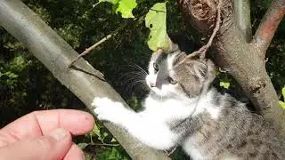 В чем отличие одной ольхи от другой?
