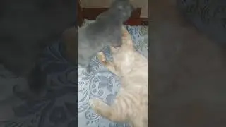 Подскажите, чем кормить котов, чтобы они друг друга не кусь-кусь-куСЯли