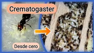 🚩Cómo criar CREMATOGASTER (Guia COMPLETA) Cuidados y ALIMENTACION // Hormiguero IDEAL para Cremas