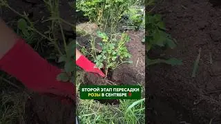 Второй этап пересадки розы в сентябре 🌹
