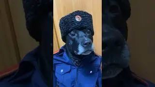 Казачек #жиганец #питбульграф