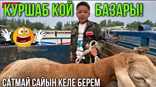 КОЙ БААЛАРЫ УШУНДАЙ БОЛДУ 🤯 