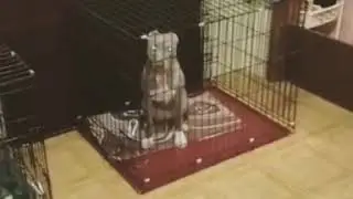Клетка для собаки