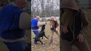 😱🔥Rescue from the attacker #STRAZHODESSA Cane Corso training Odessa 2024