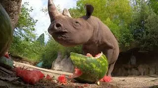 Hungry Rhino Squishes And Eats Giant Watermelon
